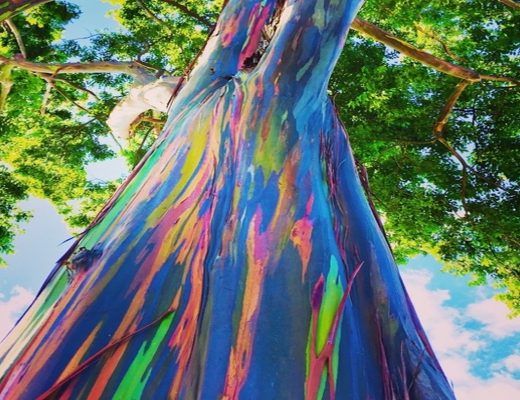 eucalyptus arc-en-ciel