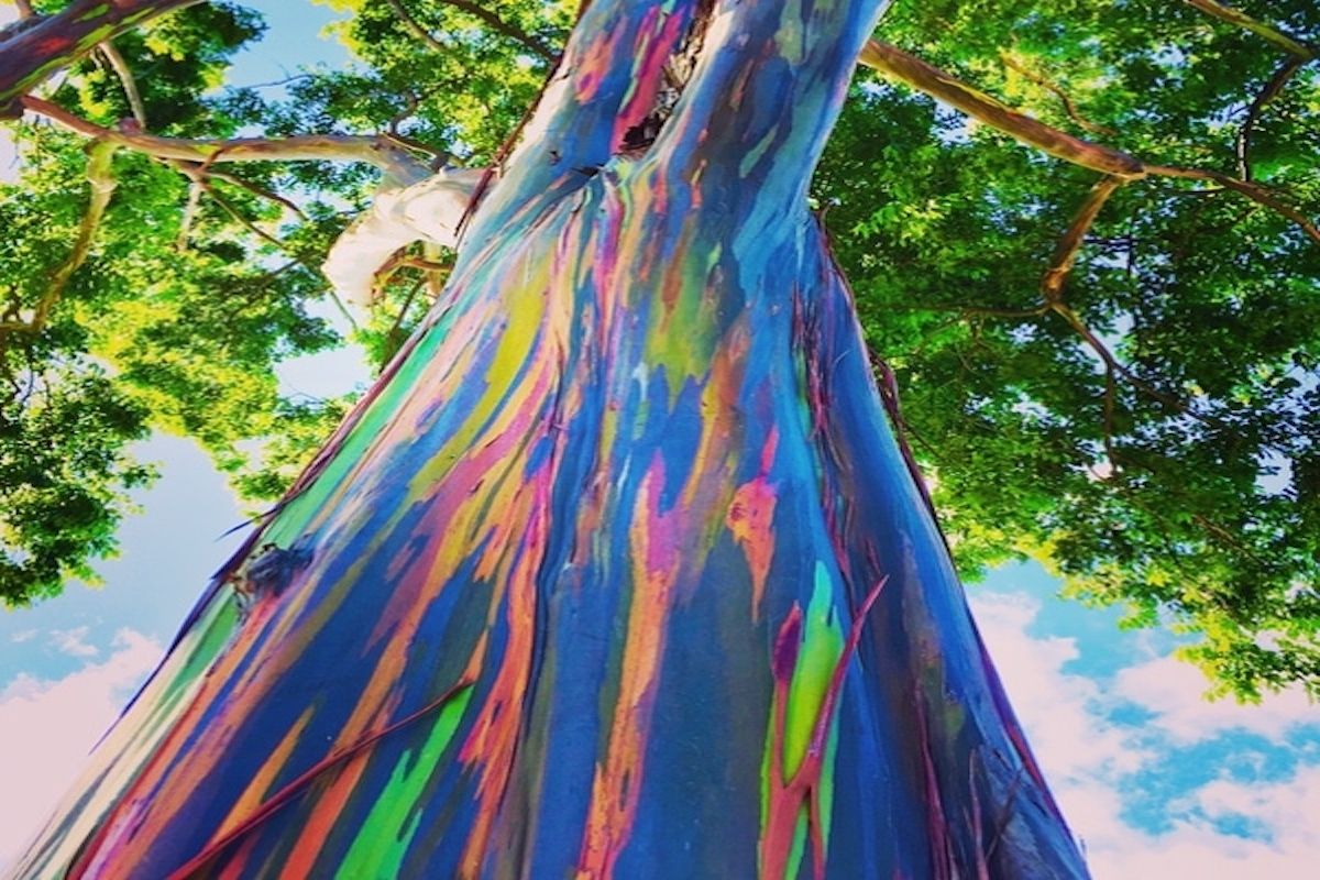 eucalyptus arc-en-ciel
