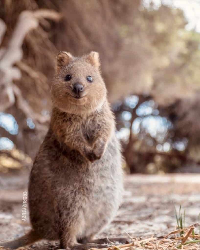 quokkas