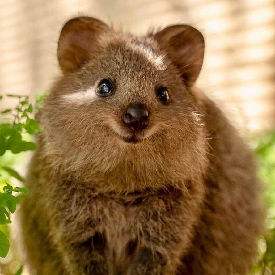 quokkas