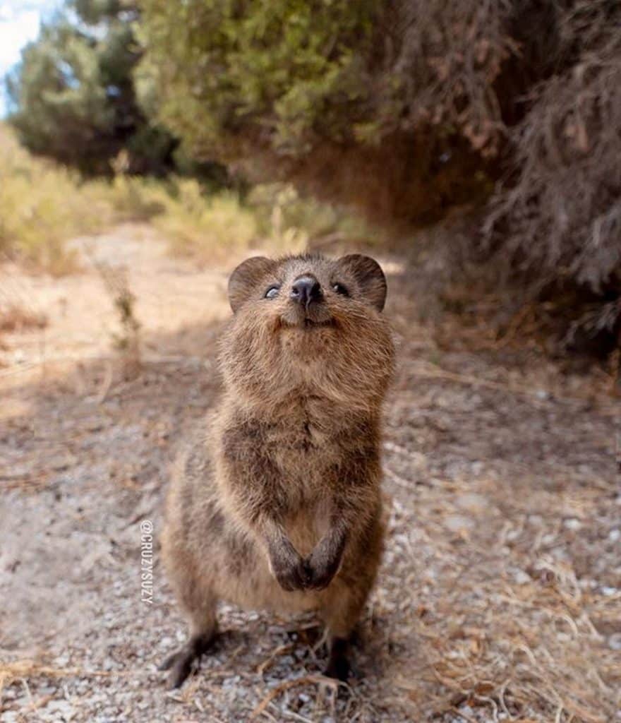 quokkas