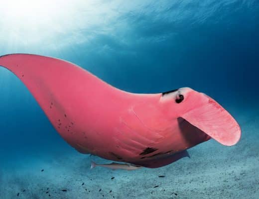 raie manta rose