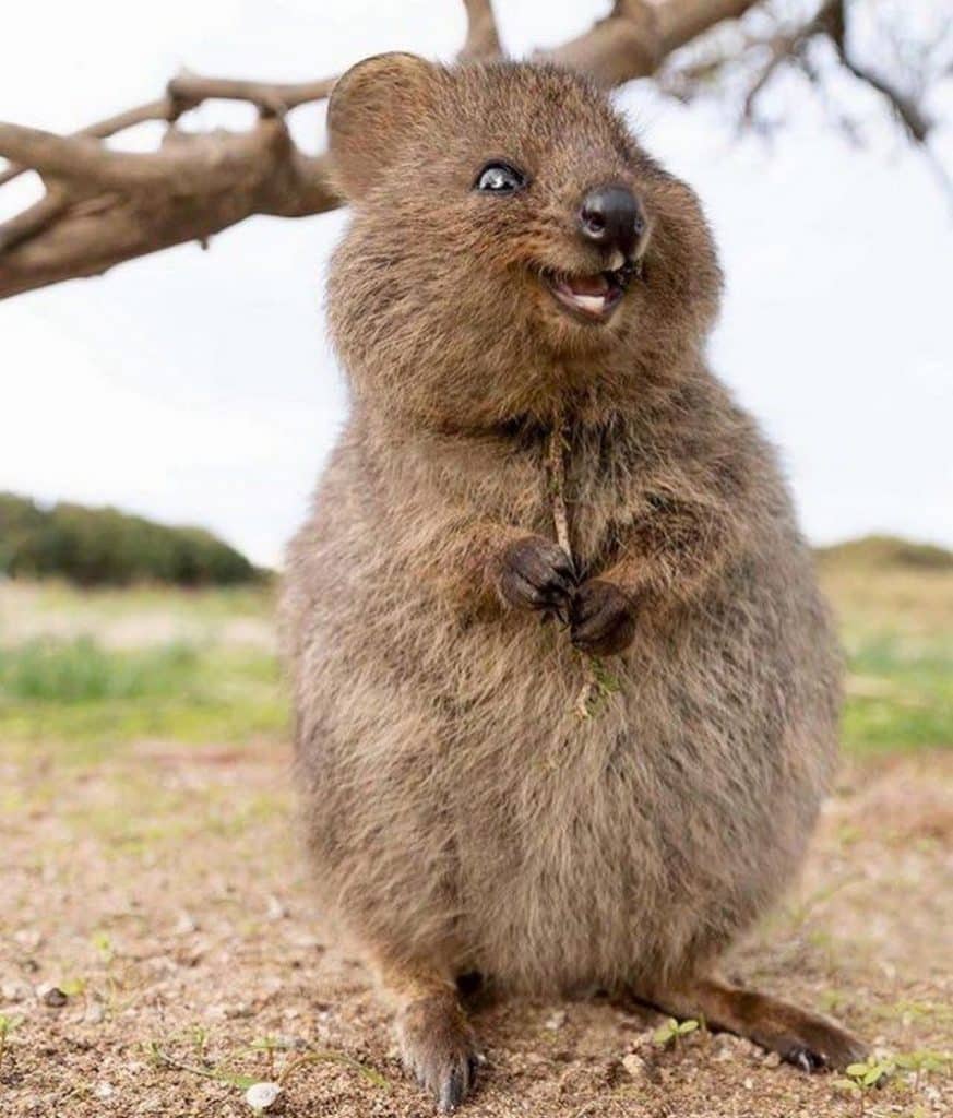 quokkas