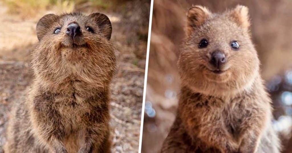 quokkas