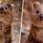 quokkas