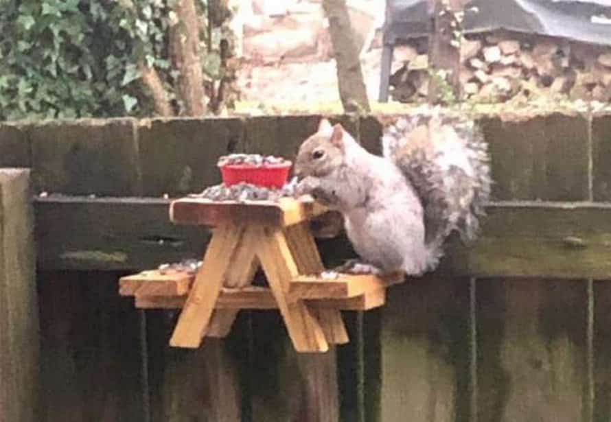 petite table de pique-nique 