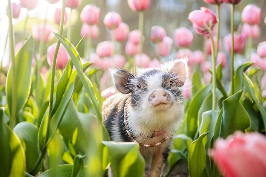 cochon dans des tulipes roses