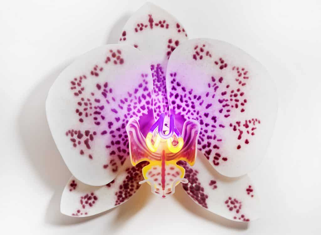 orchidées en verre 