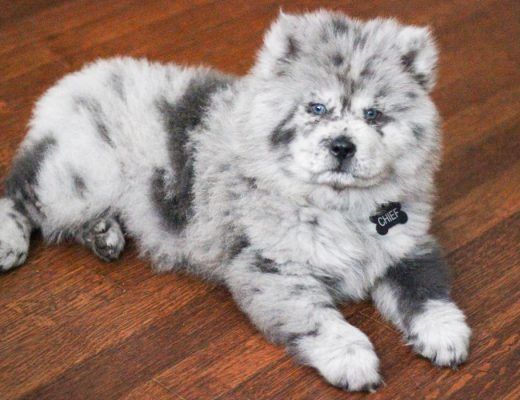 chiot Chow-chow