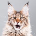 Maine Coon