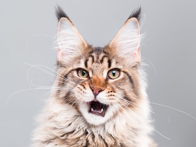 Maine Coon