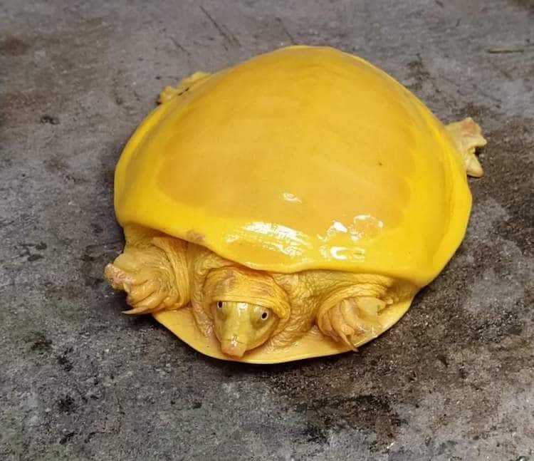 tortue albinos rare