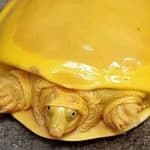 tortue albinos rare