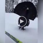 skieur de fond croise un animal
