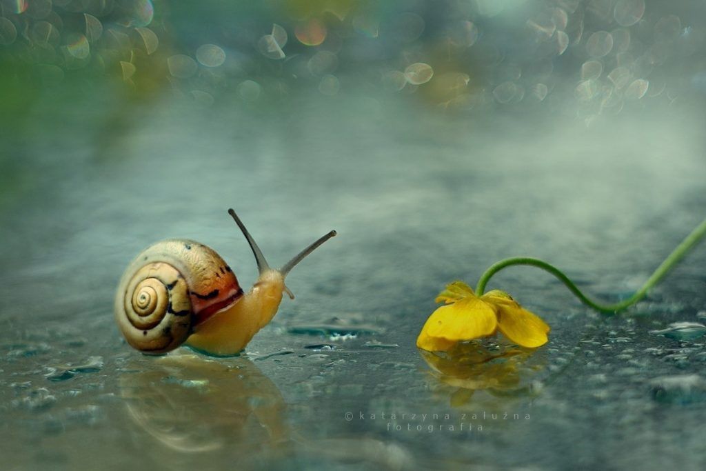 portraits d'escargots