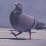 pigeon fier