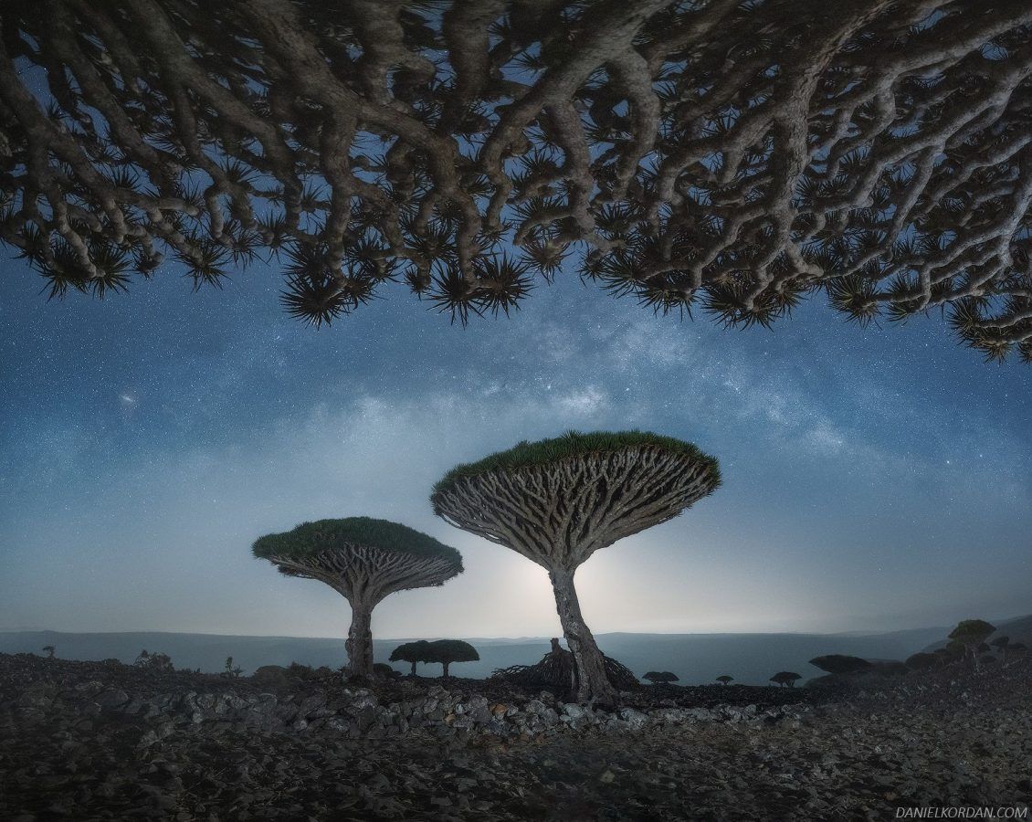 arbres de sang du dragon de Socotra