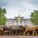 troupeaux d'éléphants