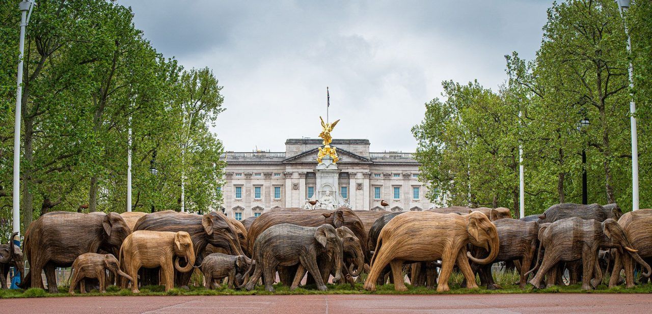 troupeaux d'éléphants