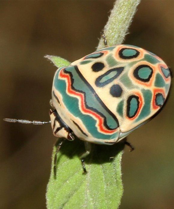 Picasso Bug