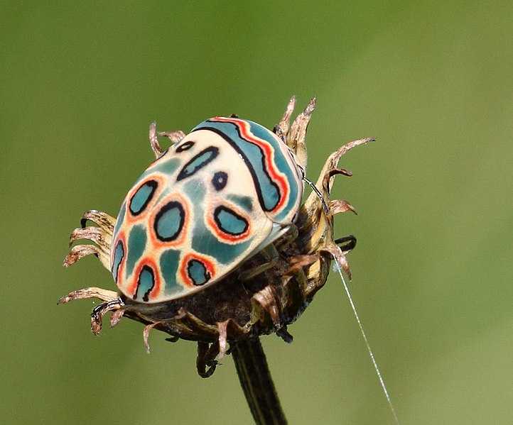 Picasso Bug