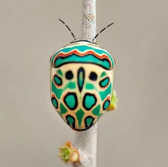 Picasso Bug