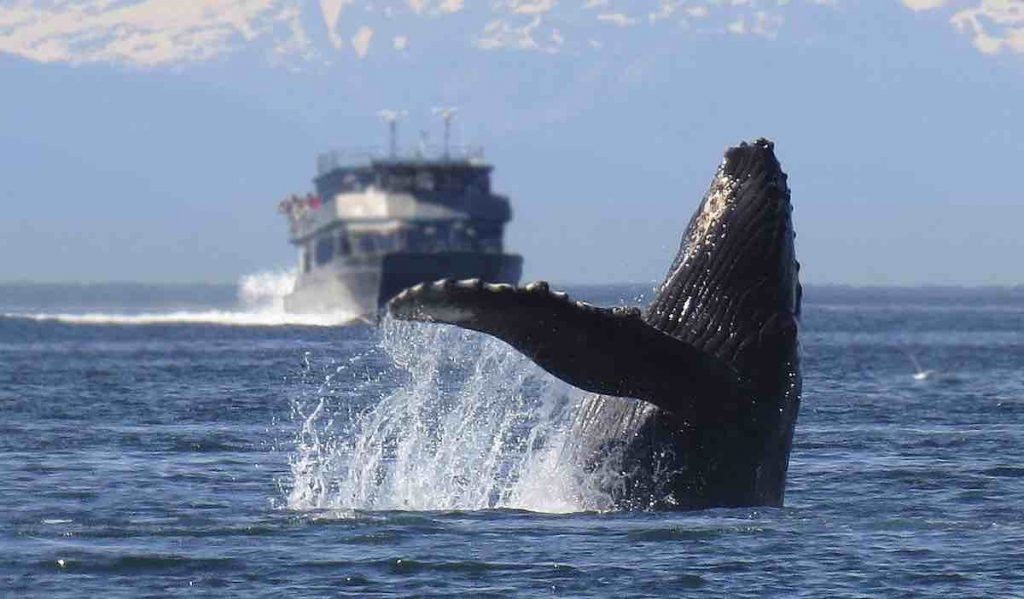 baleines à bosse