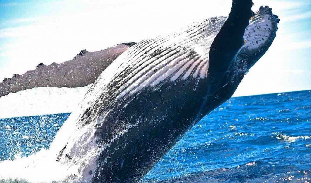 baleines à bosse