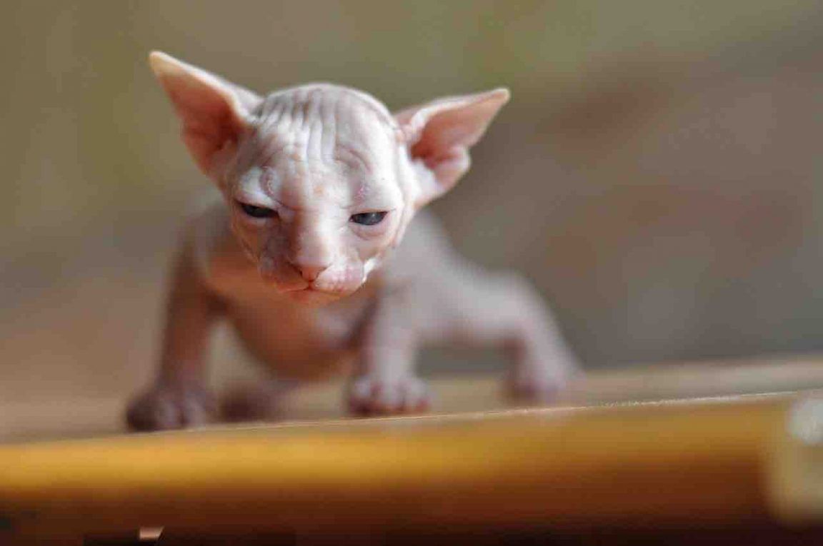 Ce chat sphynx ressemble à une chauvesouris et il est adorable — free download
