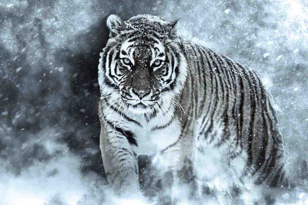 tigre de Sibérie