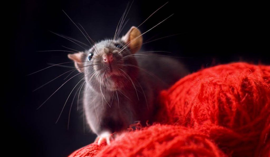 photos de rats