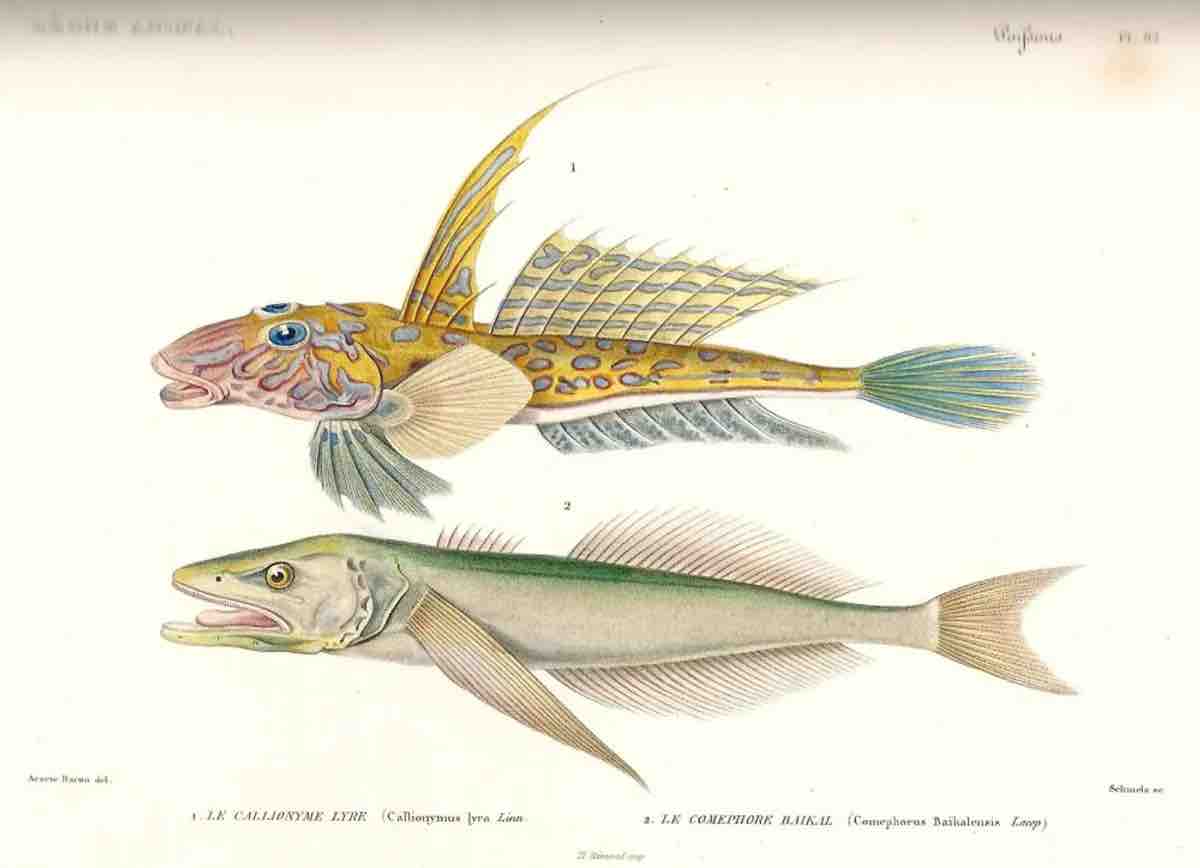 Le lac le plus ancien et le plus profond du monde abrite des poissons