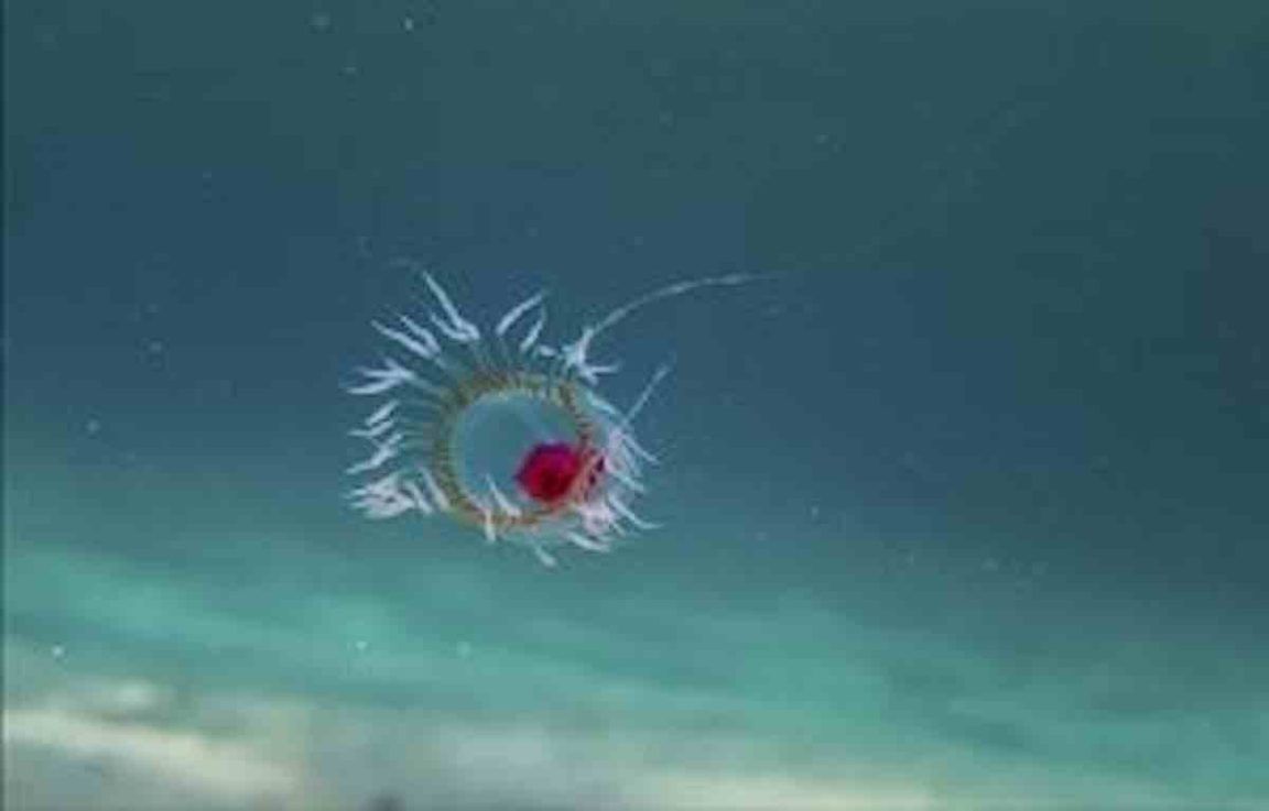 L'animal vivant le plus longtemps sur notre planète peut vivre plus de — free download