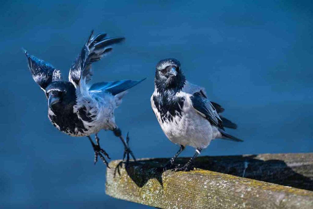 Un corbeau