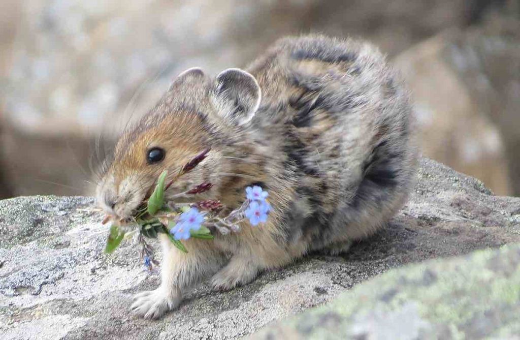 pika