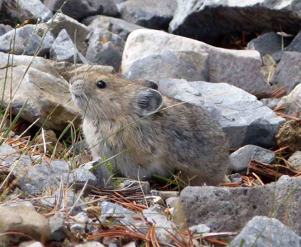 pika