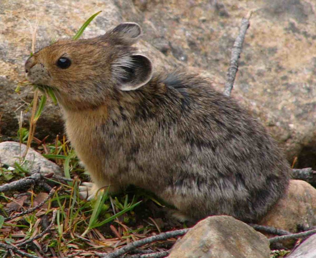 pika