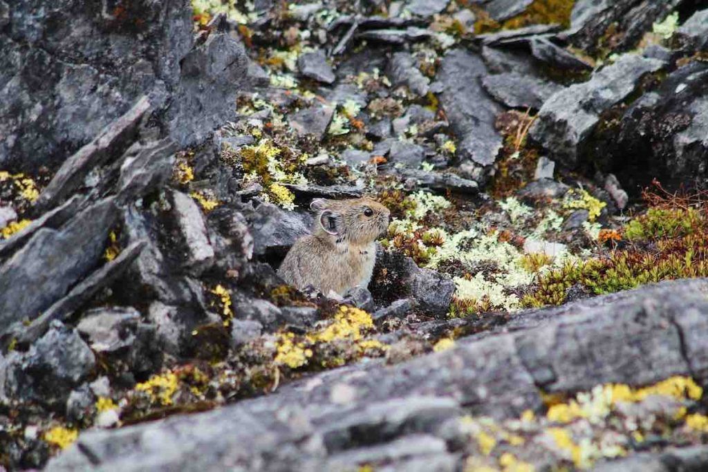 pika