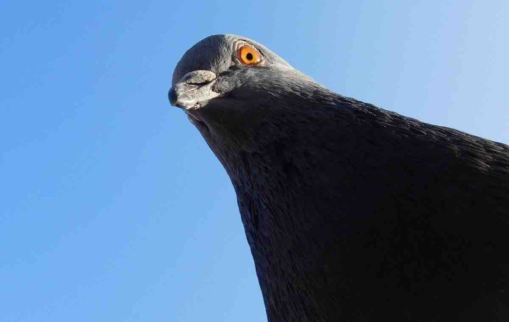 Les pigeons idiots