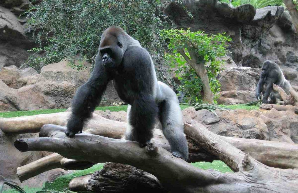 gorille à dos argenté