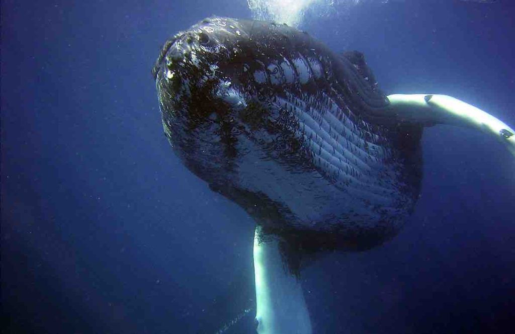 La baleine 