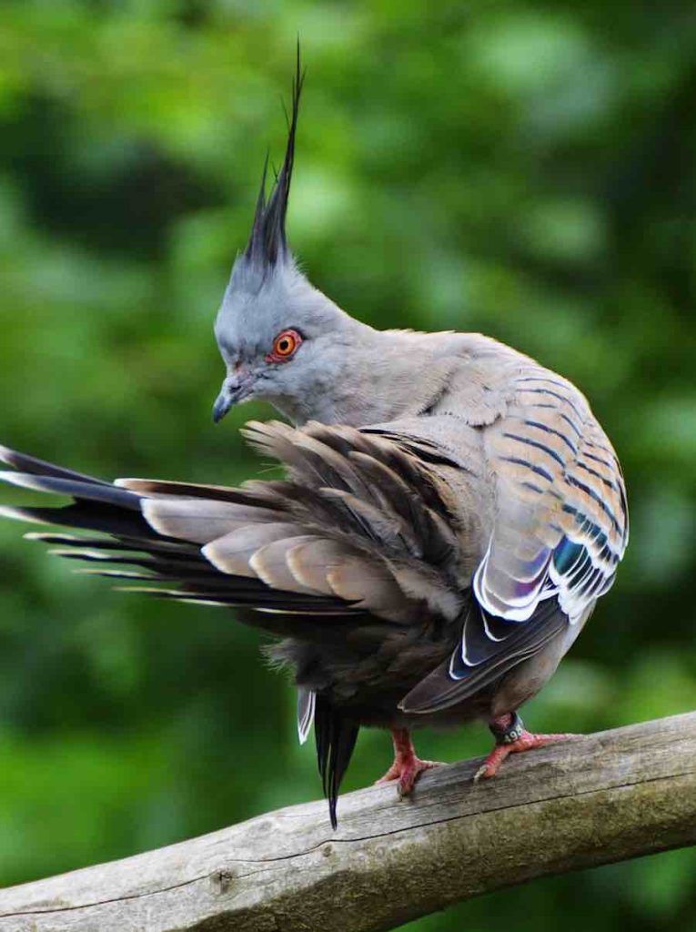 Les pigeons idiots