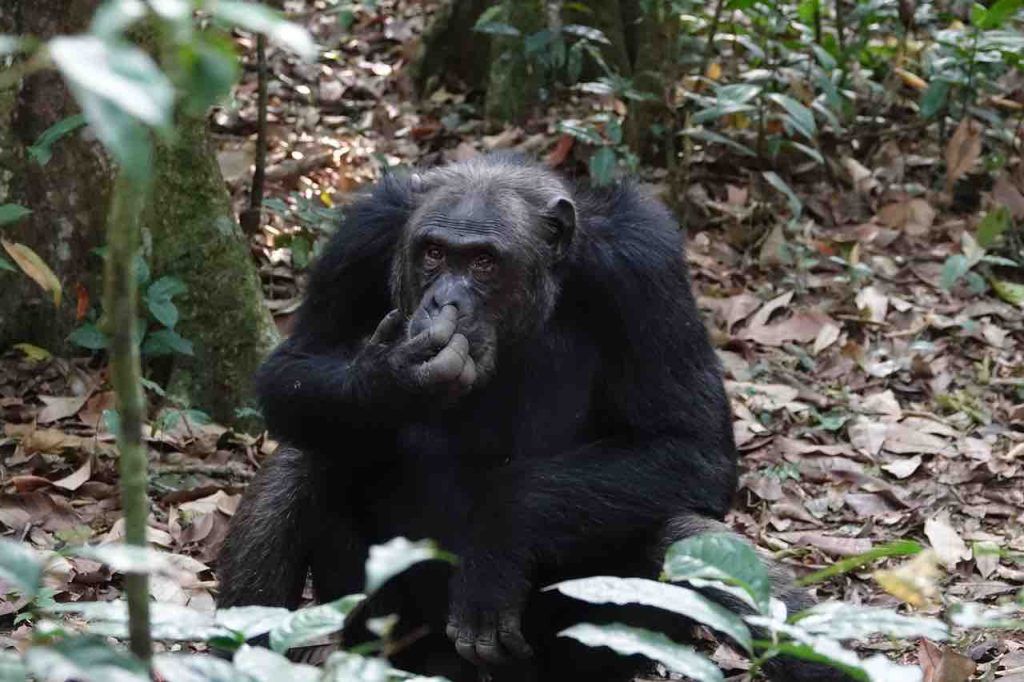 Des chimpanzés ont tués