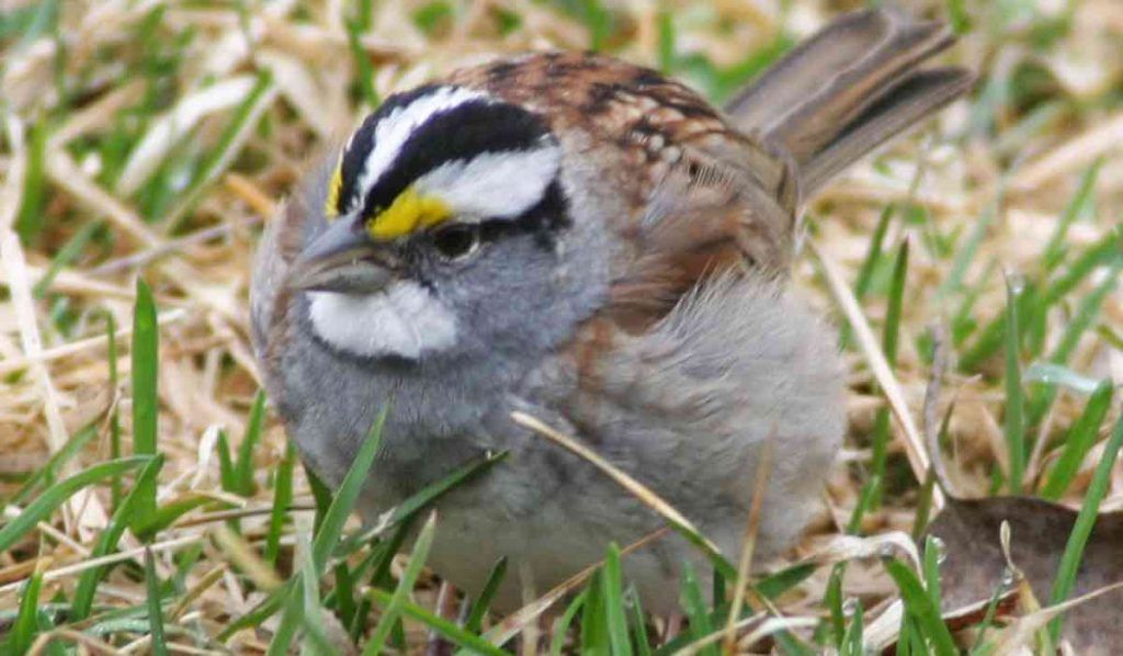 moineau avec quatre sexes