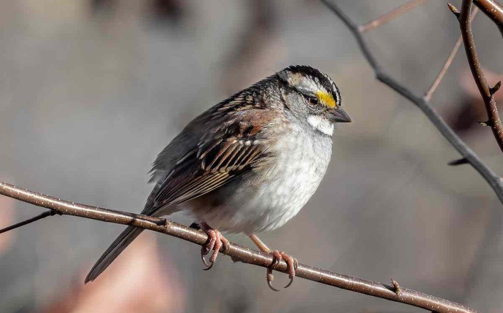 moineau avec quatre sexes