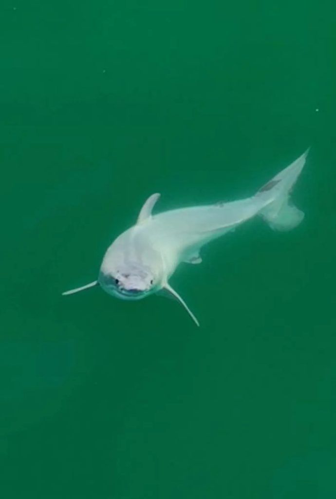 bébé grand requin blanc