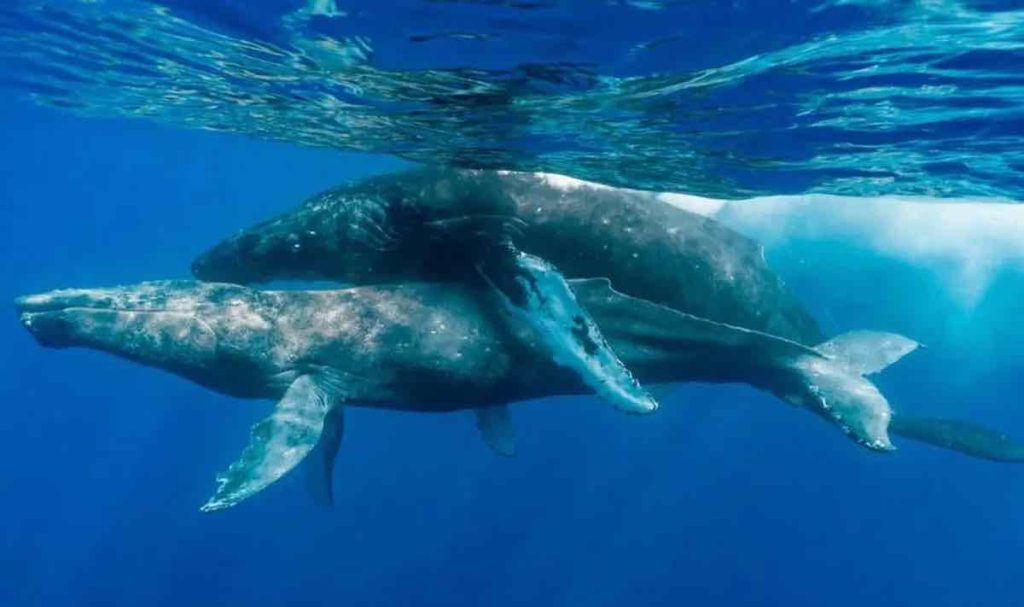 relation intime entre deux baleines 