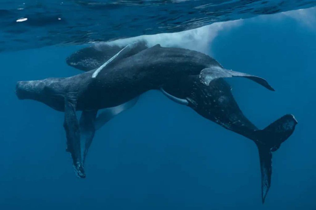 relation intime entre deux baleines 