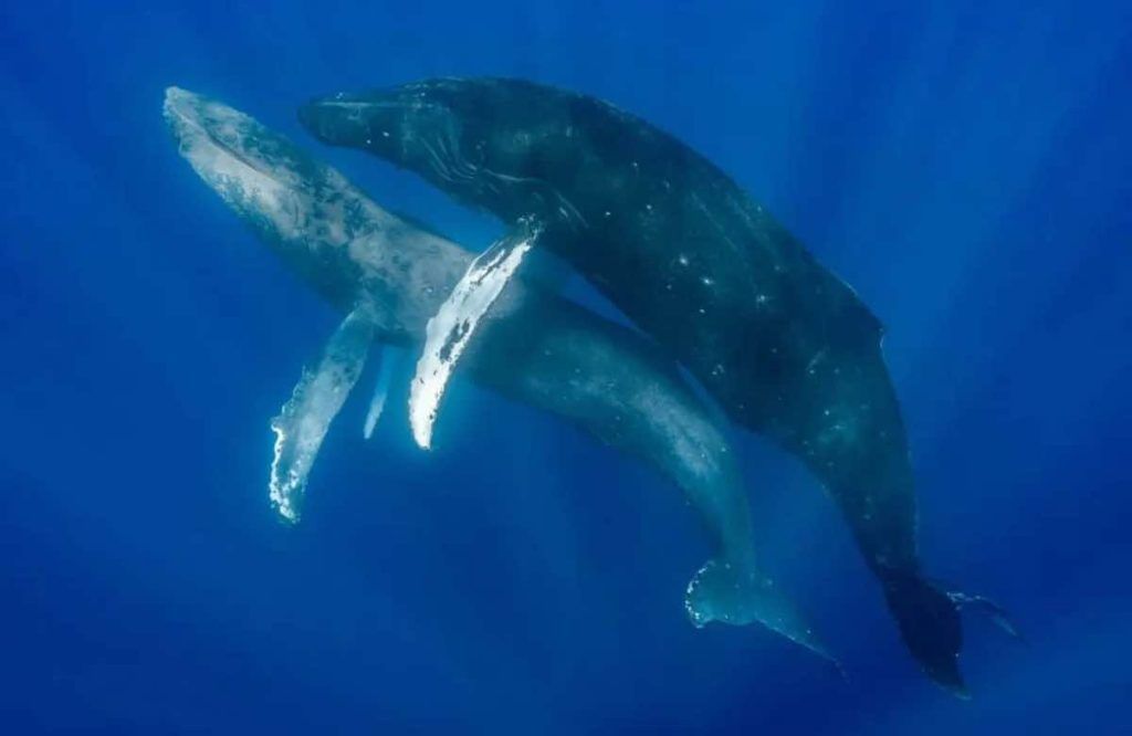 relation intime entre deux baleines 