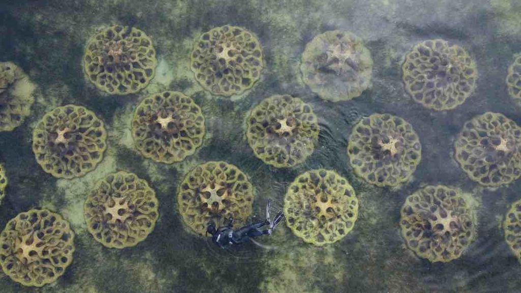 barrières en béton et coquilles d'huîtres